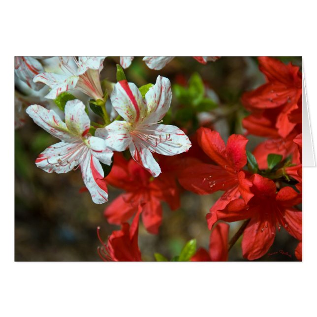 赤く、白くおよび美しい (正面横)