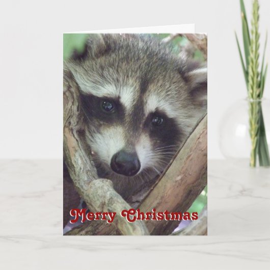 赤ちゃんアライグマの写真 クリスマスカード (正面)