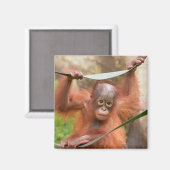赤ちゃんオランウータンのつながり マグネット (正面/裏面)