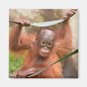 赤ちゃんオランウータンのつながり マグネット (正面)