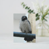 赤ちゃんカラス ポストカード (スタンド正面)