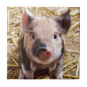 赤ちゃんブタのかわいい写真 タイル (正面)
