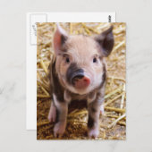 赤ちゃんブタのかわいい写真 ポストカード (正面/裏面)