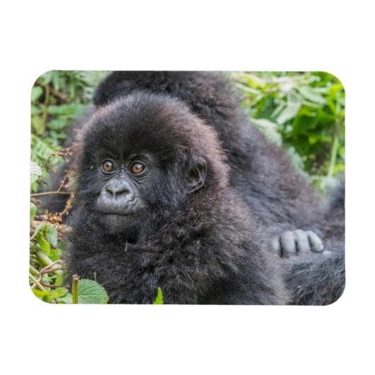 赤ちゃんマウンテンゴリラ マグネット (横)