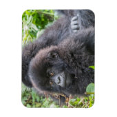 赤ちゃんマウンテンゴリラ マグネット (縦)