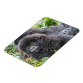 赤ちゃんマウンテンゴリラ マグネット (左側)