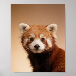 赤ちゃんレッサーパンダの肖像 - かわいい子供部屋の動物の壁掛け ポスター