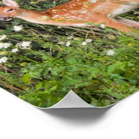 赤ちゃん動物の鹿の子 ポスター (角)