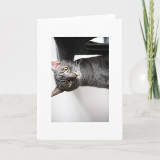 赤ちゃん虫 カード