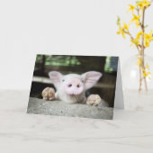 赤ちゃん豚ペン、豚 カード (黄色い花)