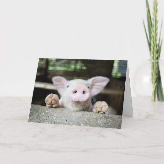 赤ちゃん豚ペン、豚 カード (正面)