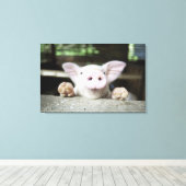赤ちゃん豚ペン、豚 キャンバスプリント (インサイチュ (ウッドフロア))