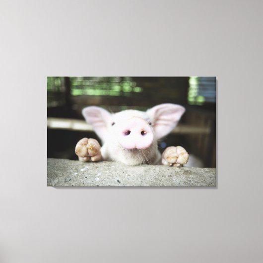 赤ちゃん豚ペン、豚 キャンバスプリント (正面)