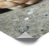 赤ちゃん豚ペン、豚 ポスター (角)