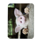 赤ちゃん豚ペン、豚 マグネット (縦)