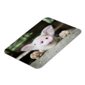 赤ちゃん豚ペン、豚 マグネット (左側)