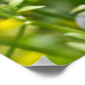 赤ちゃん青い目と黄色のオキザリス野花のポスター ポスター (角)