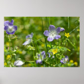 赤ちゃん青い目と黄色のオキザリス野花のポスター ポスター (正面)