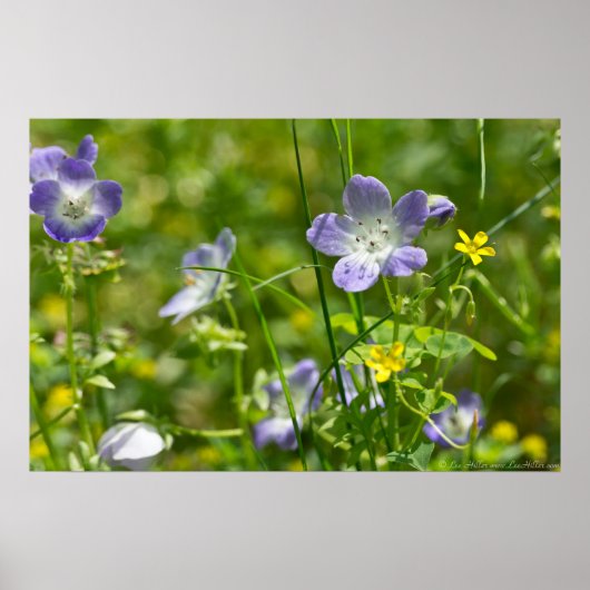 赤ちゃん青い目と黄色のオキザリス野花のポスター ポスター (正面)