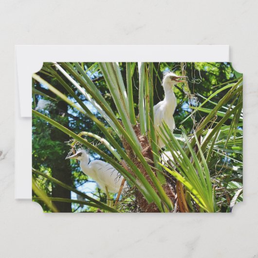 赤ちゃん鳥 招待状 (正面)