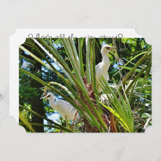 赤ちゃん鳥 招待状 (正面/裏面)