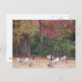 赤とオレンジの紅葉 ポストカード (正面/裏面)