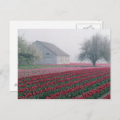 赤とピンクのチューリップが霧の中で一日を迎える ポストカード (正面/裏面)