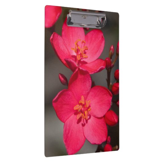 赤とピンクの熱帯フィジーの花 クリップボード (右)