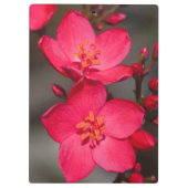 赤とピンクの熱帯フィジーの花 クリップボード (裏面)