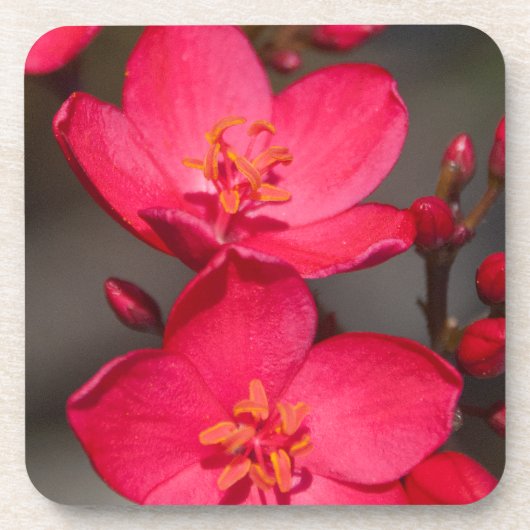 赤とピンクの熱帯フィジーの花 コースター (正面)