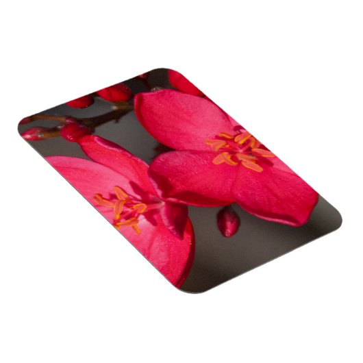 赤とピンクの熱帯フィジーの花 マグネット (右側)