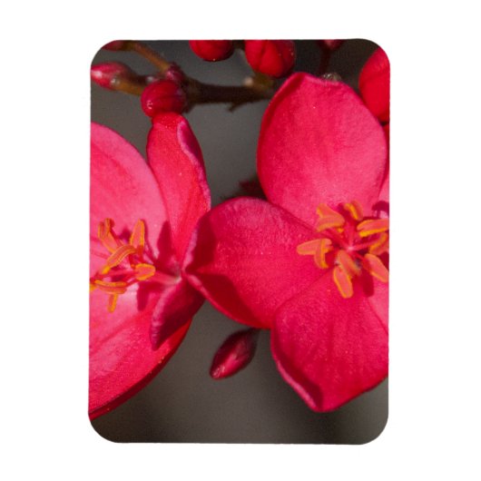 赤とピンクの熱帯フィジーの花 マグネット (縦)