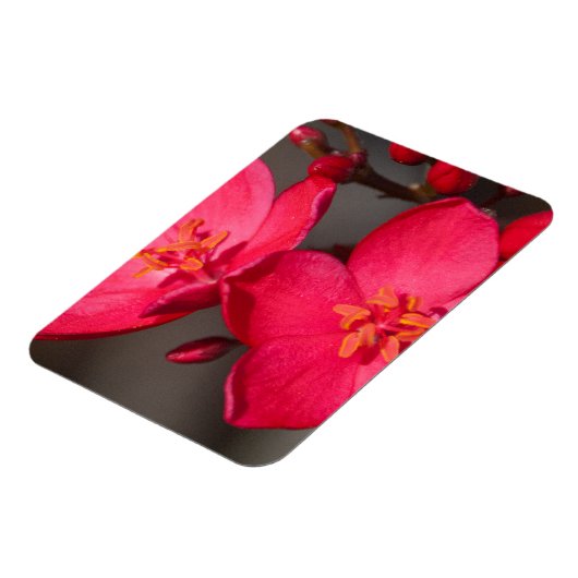 赤とピンクの熱帯フィジーの花 マグネット (左側)