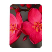 赤とピンクの熱帯フィジーの花 マグネット (縦)