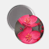 赤とピンクの熱帯フィジーの花 マグネット (正面/裏面)