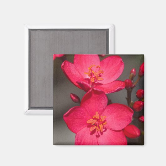 赤とピンクの熱帯フィジーの花 マグネット (正面/裏面)