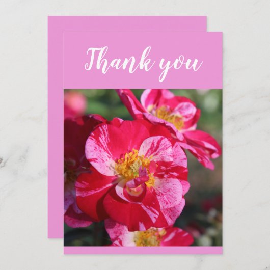 赤とピンクの美しいストライプのバラ花 サンキューカード (正面/裏面)