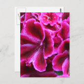 赤とピンクの美しいゼラニウムの写真| ポストカード (正面/裏面)