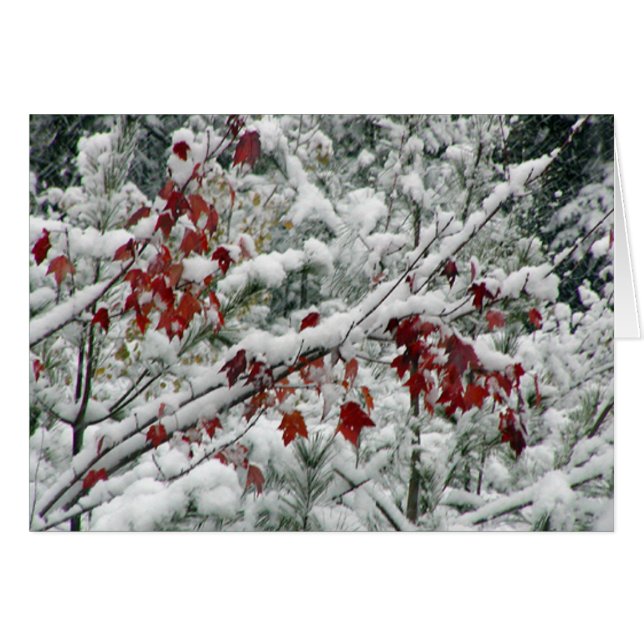 赤と白および全体にわたって雪は何ですか。 (正面横)