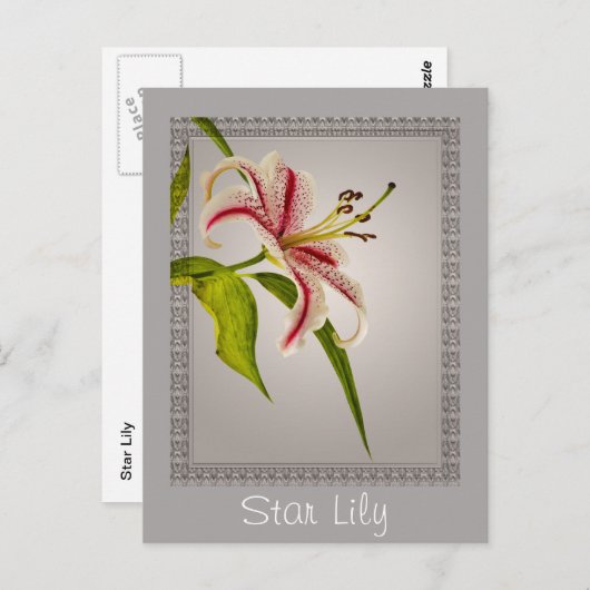 赤と白のスターリリー on グレーの様々な色合い ポストカード (正面/裏面)