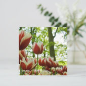 赤と白のチューリップDSC0869 セーブザデート (スタンド正面)