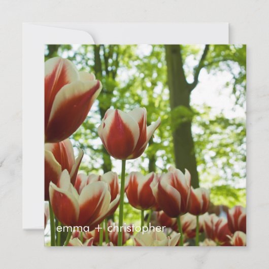 赤と白のチューリップDSC0869 セーブザデート (正面)