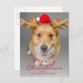 赤と白のペンブロークのウェルシュコーギー犬 シーズンポストカード (正面/裏面)