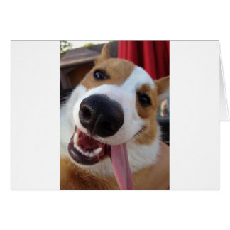 赤と白のペンブロークのウェルシュコーギー