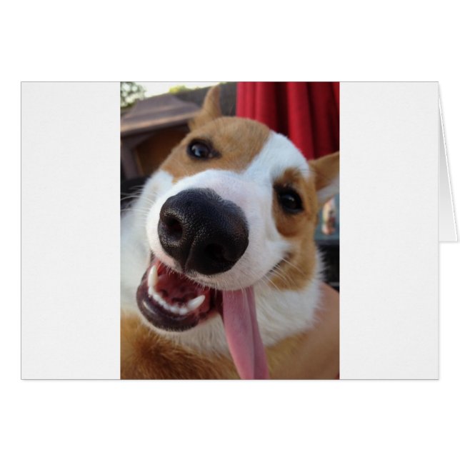 赤と白のペンブロークのウェルシュコーギー (正面横)