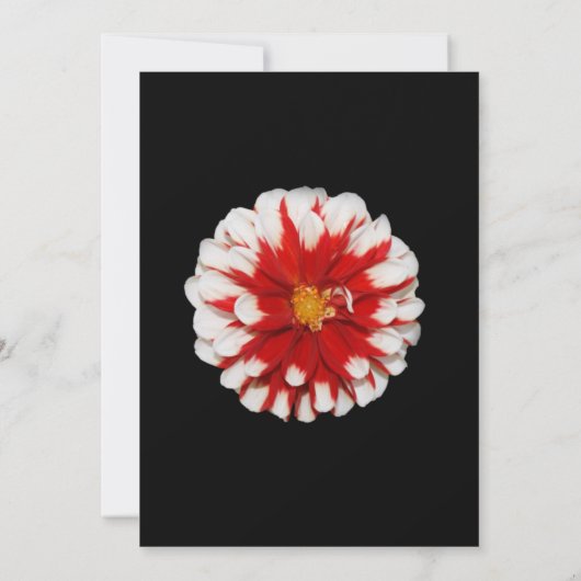 赤と白の花の退職のパーティの招待状 招待状 (裏面)