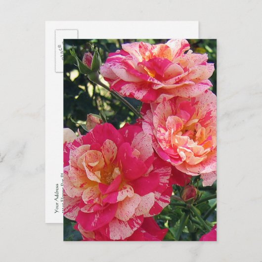 赤と白ストライプのバラ編集可能はがき ポストカード (正面/裏面)