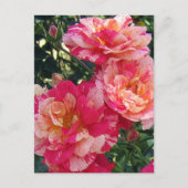 赤と白ストライプのバラ編集可能はがき ポストカード (正面)