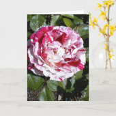 赤と白ストライプのバラ カード (黄色い花)