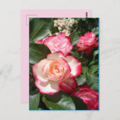 赤と白バラ花フローラバラカード ポストカード (正面/裏面)